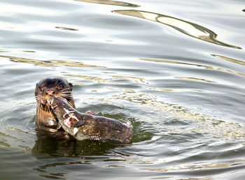 Reflection of trees in water
