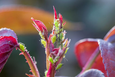 Close-up of red flowering plant