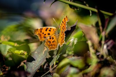 Close-up of butterfly pollinating flower