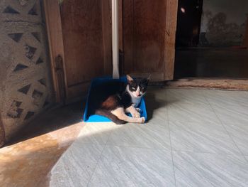 Cat relaxing on floor at home