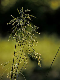 Close-up of plant