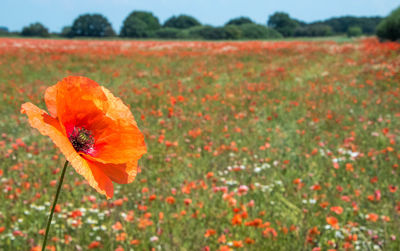 Close-up of orange poppy on field