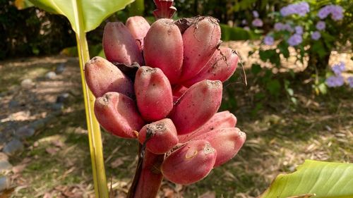 Close-up of red cactus flower growing on field