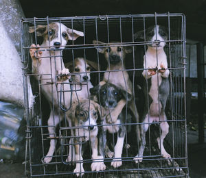 Portrait of puppies in cage outdoors