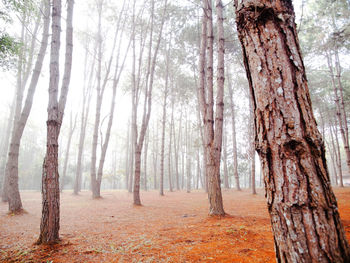 Trees in forest against sky