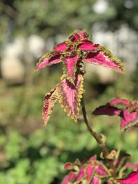 Close-up of pink flower on tree