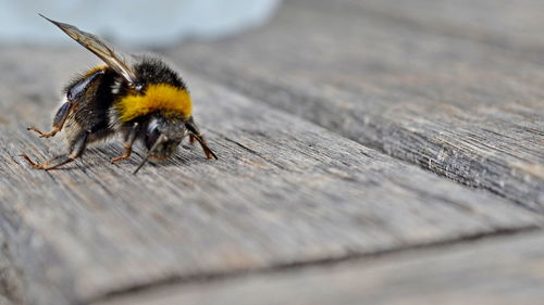 Close-up of bee on wood