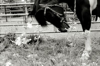 Low section of horse on field