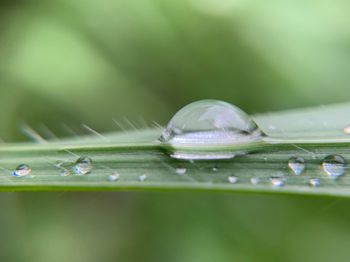 Water droplets on the leaf in the morning 