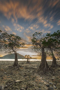 Trees on field against sky at sunset