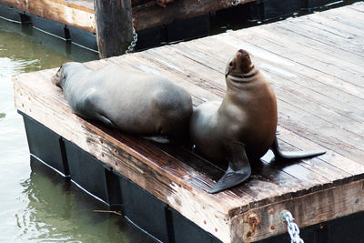 High angle view of sea lion in cage