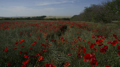 Red poppies on field against sky