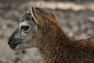 Close-up of horse looking away