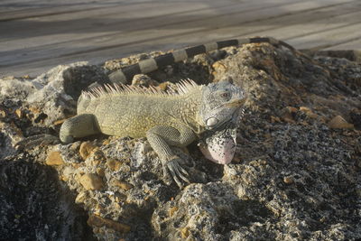 Close-up of lizard on rock