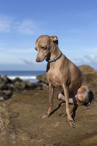 Dog looking away on beach