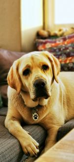 Close-up portrait of dog resting at home