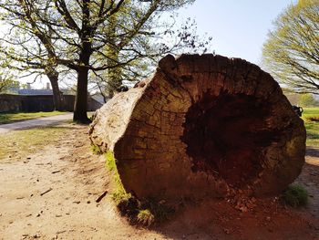 Close-up of tree trunk on field