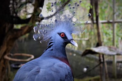 Close-up of peacock