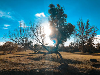 Trees on field against sky