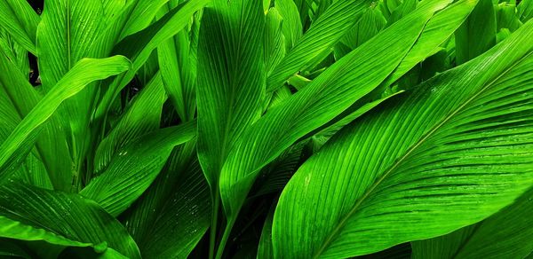 Full frame shot of green leaves