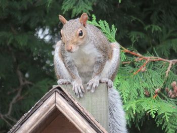 Close-up of squirrel on a wooden structure 