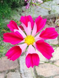 Close-up of pink flower