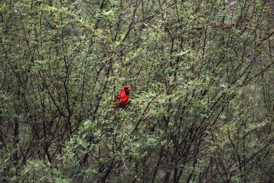 Bird perching on tree in forest