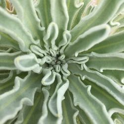 Full frame shot of water on plant