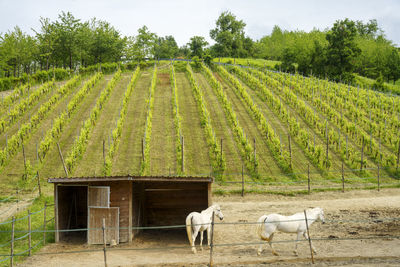 Horse cart on field against trees