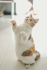 Cat sitting on floor