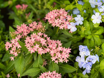 Close-up of pink flowering plants