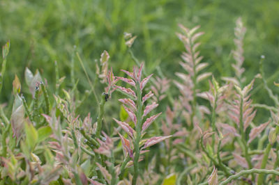 Close-up of plants