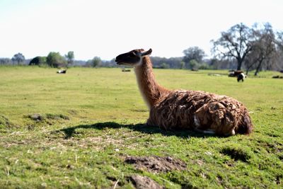 Llama on field