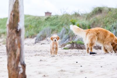 Dogs on field