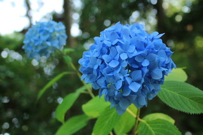 Close-up of blue hydrangea blooming outdoors