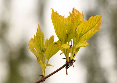 Close-up of leaves