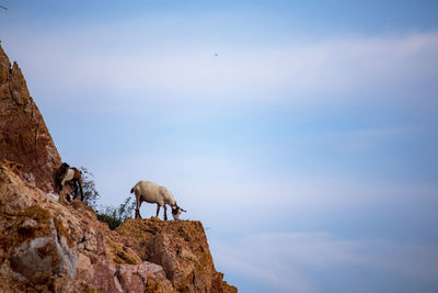 Horse standing on rock against sky