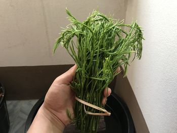 Midsection of person holding plant