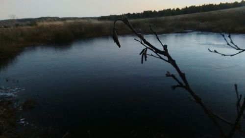 Reflection of trees in water