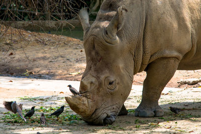 Side view of rhinoceros