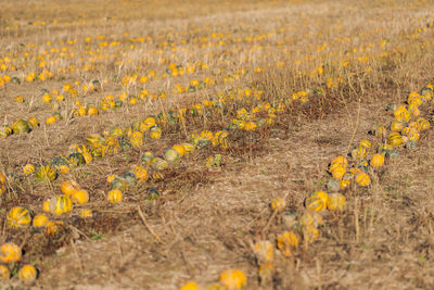 Yellow flowers growing on field