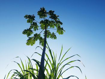 Papaya in farm