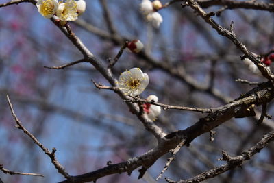 Low angle view of cherry blossom