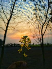 Close-up of yellow flowering plant against sky at sunset