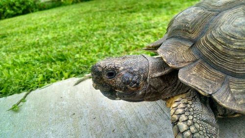 Close-up of tortoise