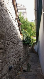 View of plants against wall