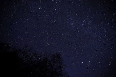 Low angle view of silhouette trees against star field at night