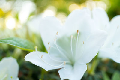 Close-up of white flower growing on tree