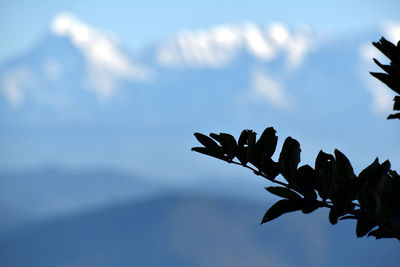 Low angle view of plant against sky