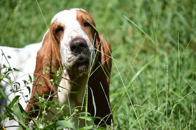 Portrait of dog on field